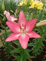 [4027 Arbatax No02.JPG]